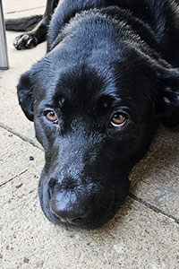 Hugo Hunde in Deutschland Streunerhilfe Susi & Strolch e.V.