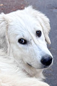 Rüde Mike Streunerhilfe Susi & Strolch e.V.