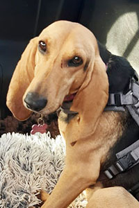 Maria Hündin Streunerhilfe Susi & Strolch e.V.