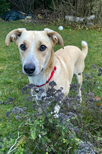 Hündin Ginny Streunerhilfe Susi & Strolch e.V.