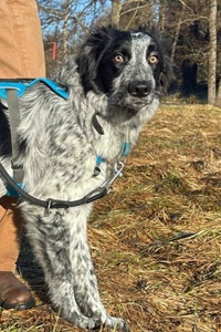 Hunde in Deutschland Zara Streunerhilfe Susi & Strolch e.V.