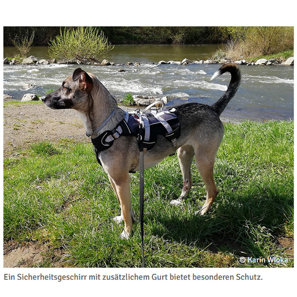 Sicherung Silvester Streunerhilfe Susi & Strolch e.V.