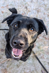 Hugo Hunde in Deutschland Streunerhilfe Susi & Strolch e.V.