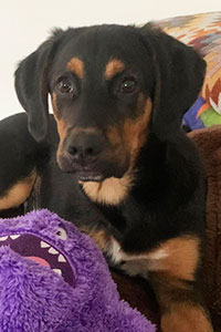 Hunde in Deutschland Franz Streunerhilfe Susi & Strolch e.V.