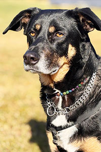 Elo Streunerhilfe Susi & Strolch e.V.