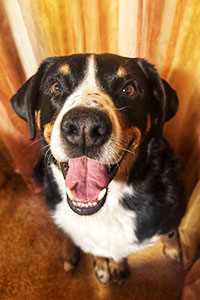 Rüde Mike Streunerhilfe Susi & Strolch e.V.