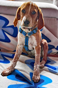 Kathi Hunde in Deutschland Streunerhilfe Susi & Strolch e.V.